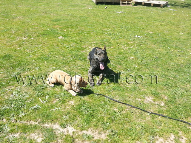 adiestramiento canino